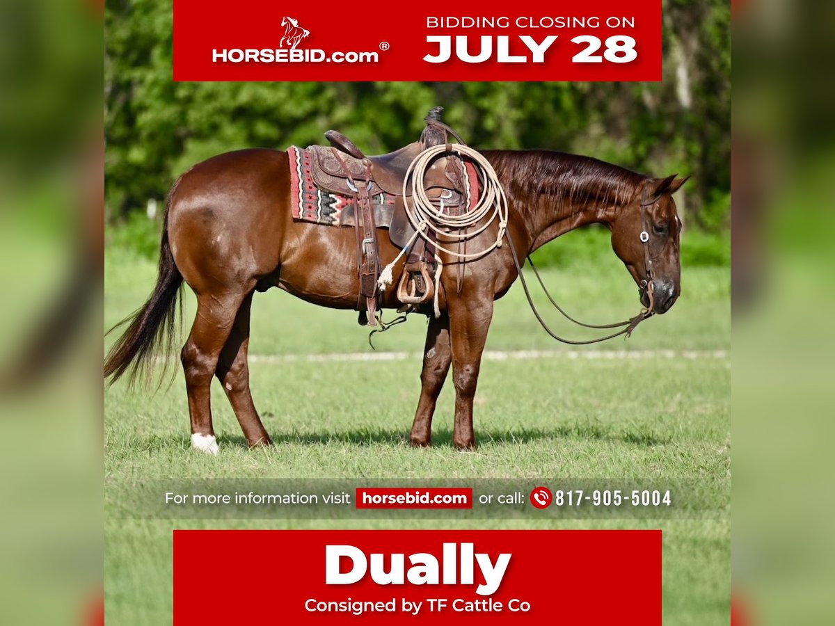 American Quarter Horse Gelding 9 years 14,3 hh Sorrel in Waco, TX