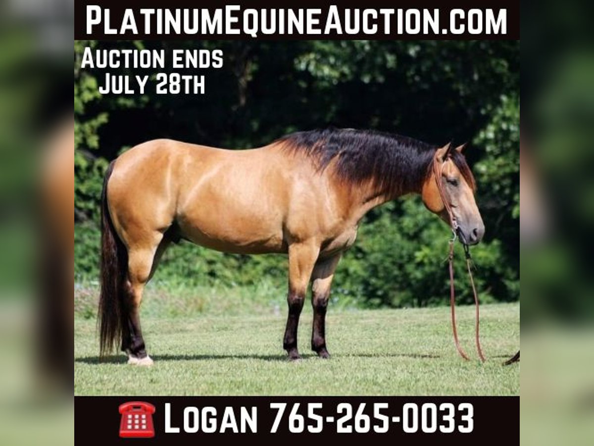 American Quarter Horse Gelding 9 years 15,1 hh Buckskin in Level Green KY