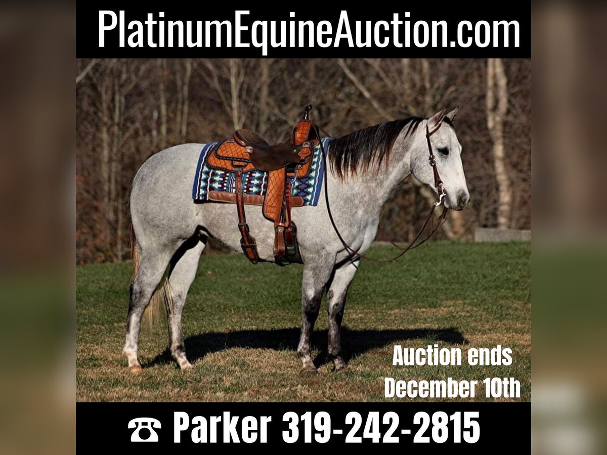 American Quarter Horse Gelding 9 years 15,1 hh Gray-Dapple in Somerset