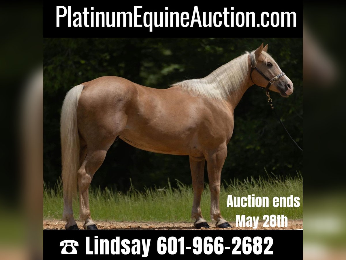 American Quarter Horse Gelding 9 years 15,1 hh Palomino in Bovina MS