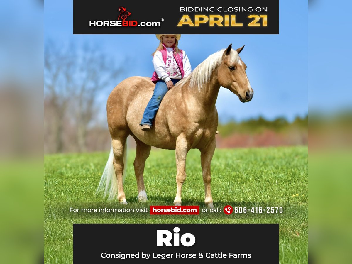 American Quarter Horse Gelding 9 years 15,1 hh Palomino in Crab Orchard, KY