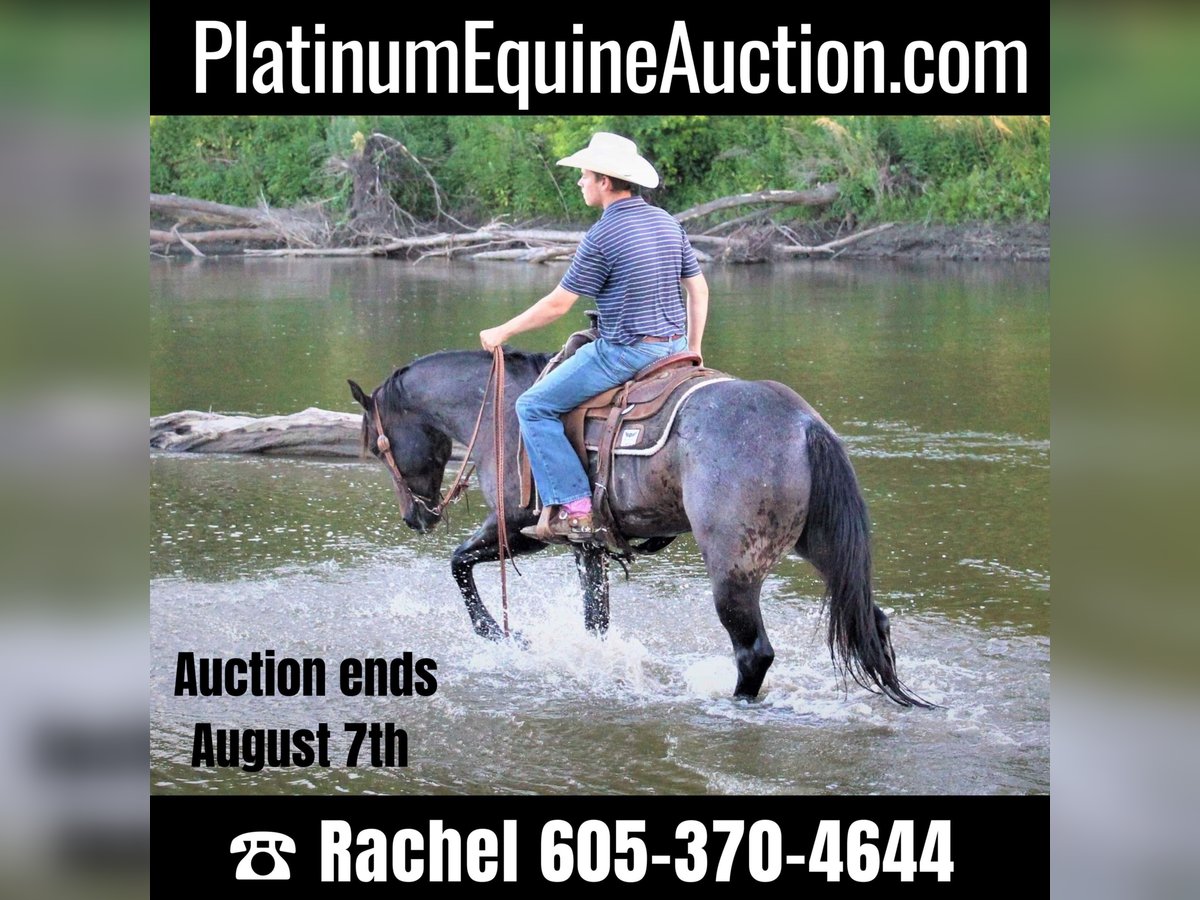 American Quarter Horse Gelding 9 years 15,1 hh Roan-Blue in rUSK tX