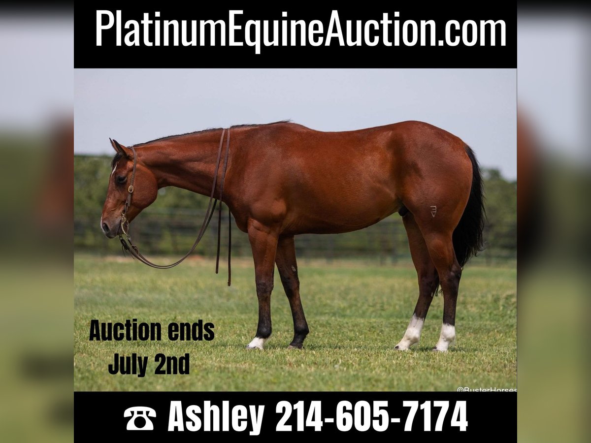 American Quarter Horse Gelding 9 years 15,2 hh Bay in Weatherford TX