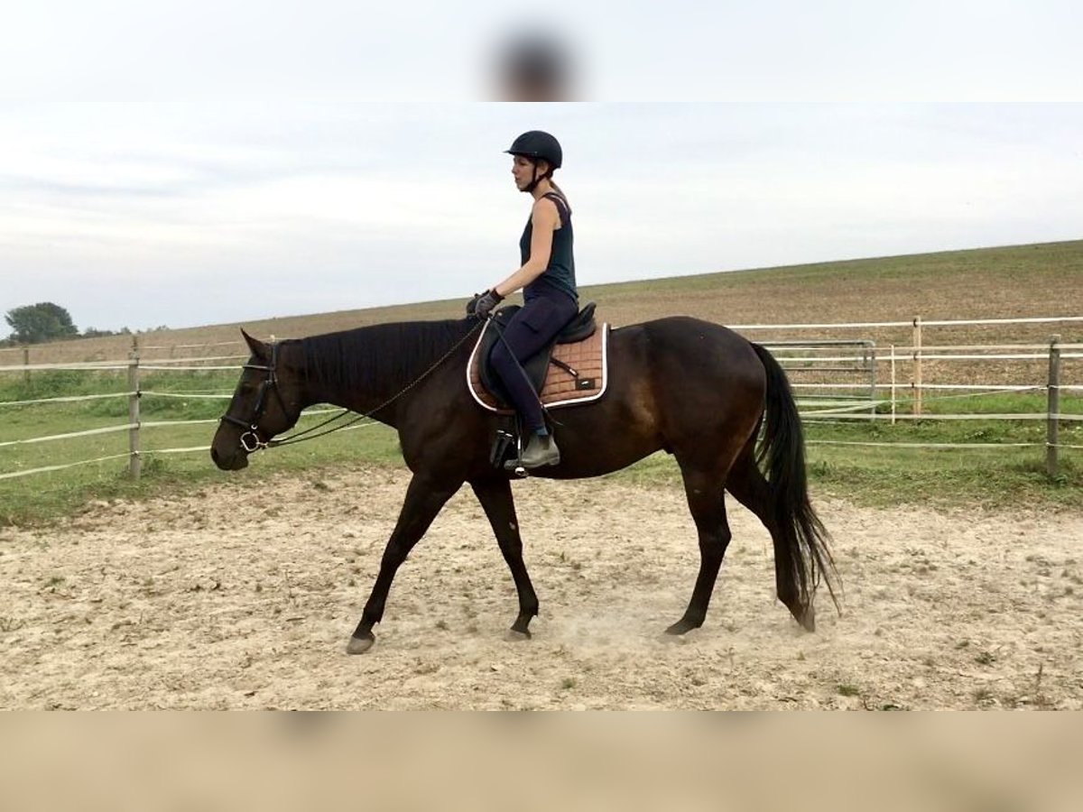 American Quarter Horse Gelding 9 years 15,2 hh Brown in Reinheim