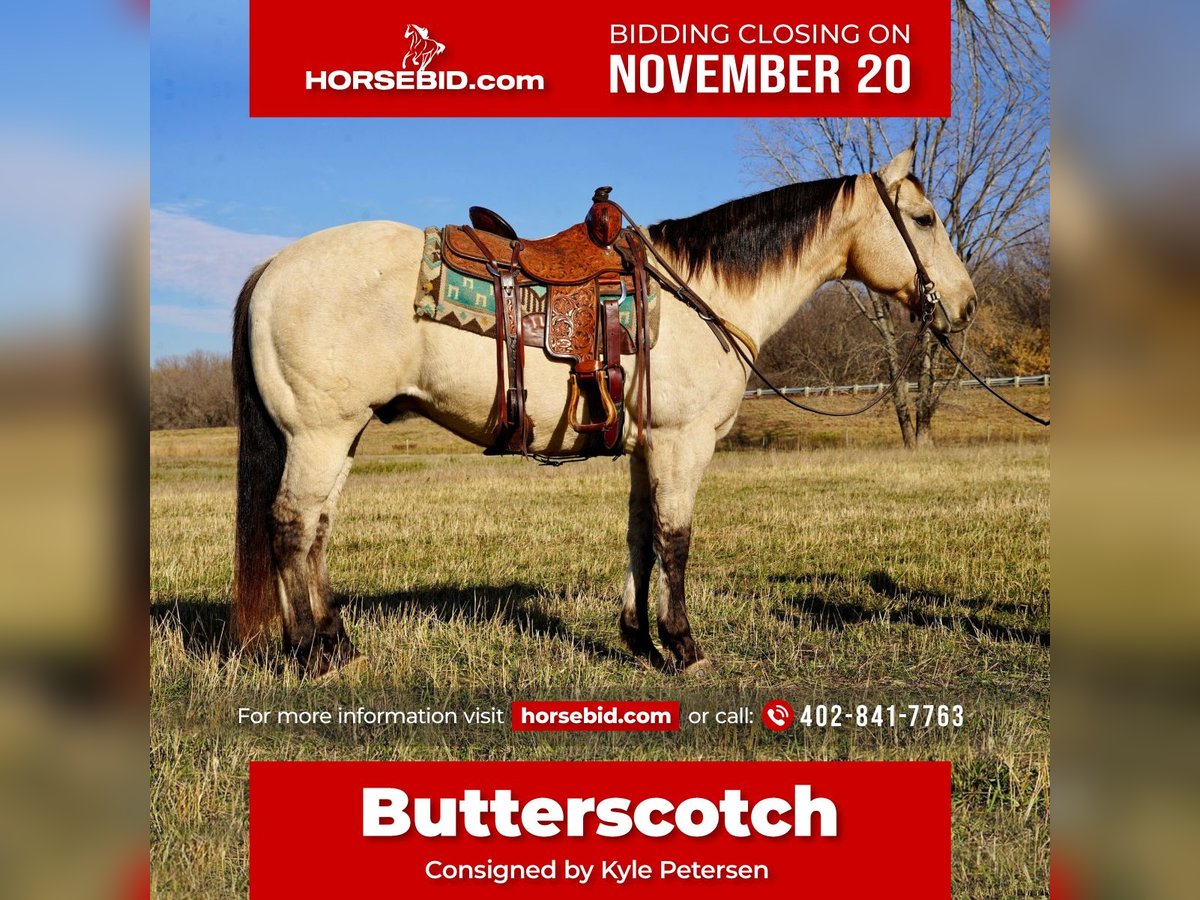 American Quarter Horse Gelding 9 years 15,2 hh Buckskin in Valley