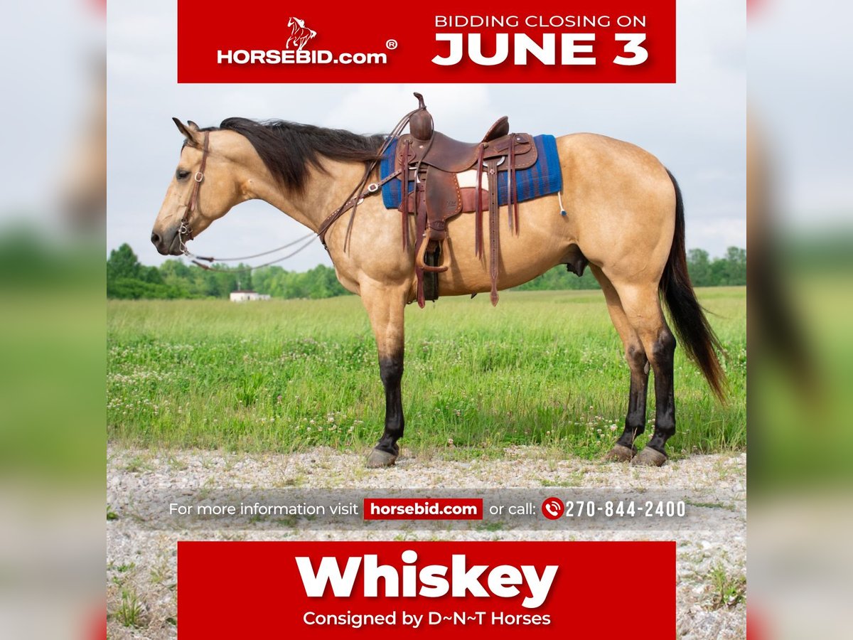 American Quarter Horse Gelding 9 years 15,2 hh Buckskin in Henderson