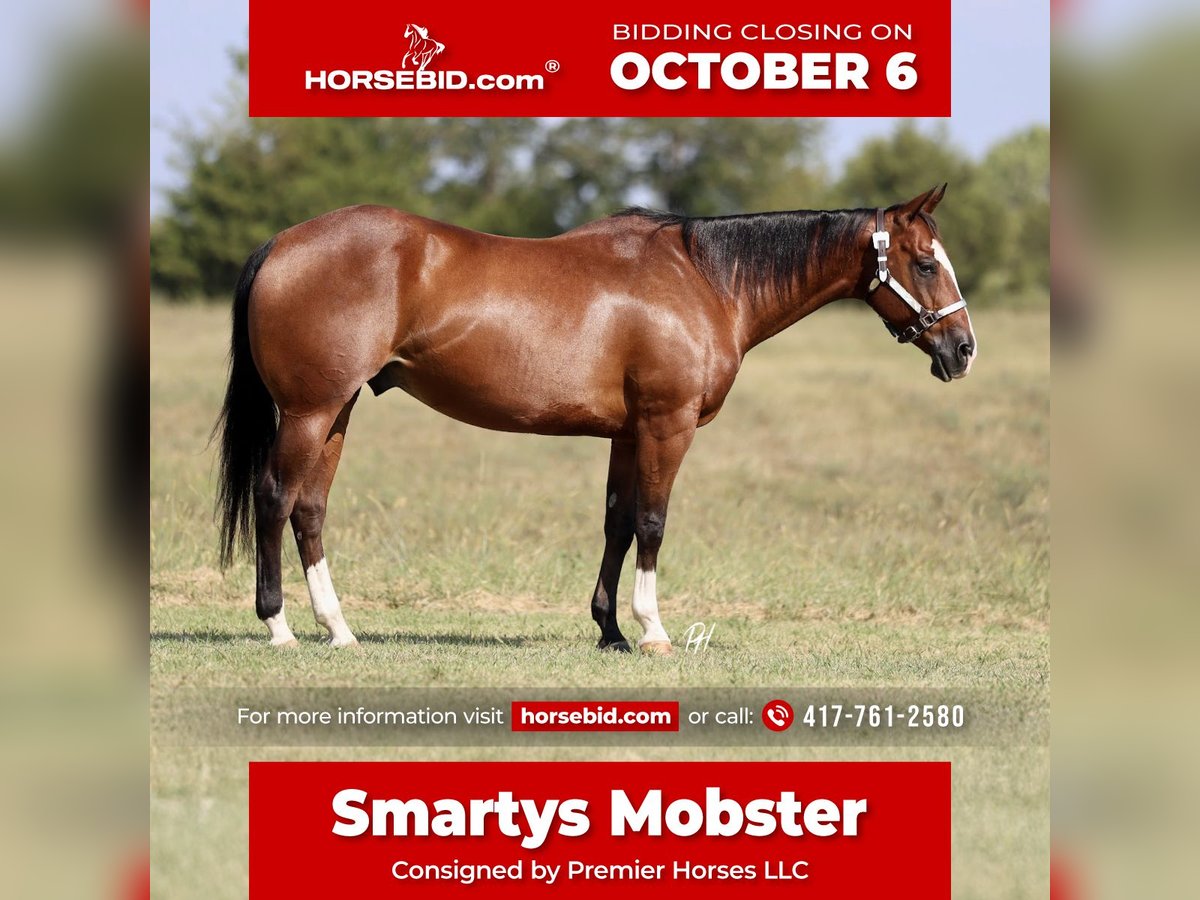 American Quarter Horse Gelding 9 years 15 hh Bay in Buffalo, MO