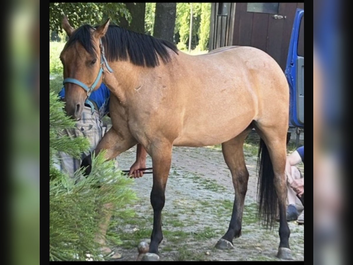 American Quarter Horse Gelding 9 years 15 hh Brown Falb mold in Bassum