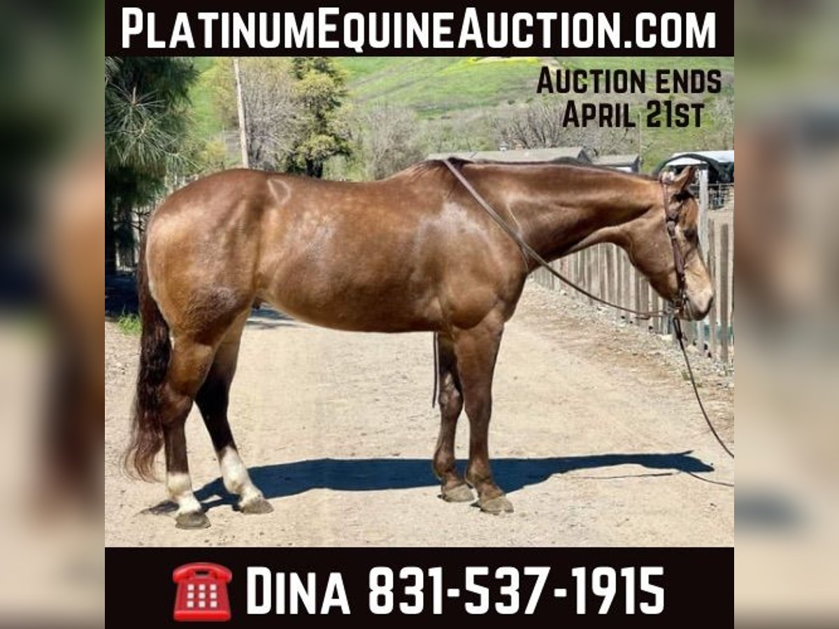 American Quarter Horse Gelding 9 years 15 hh Buckskin in Paicines CA