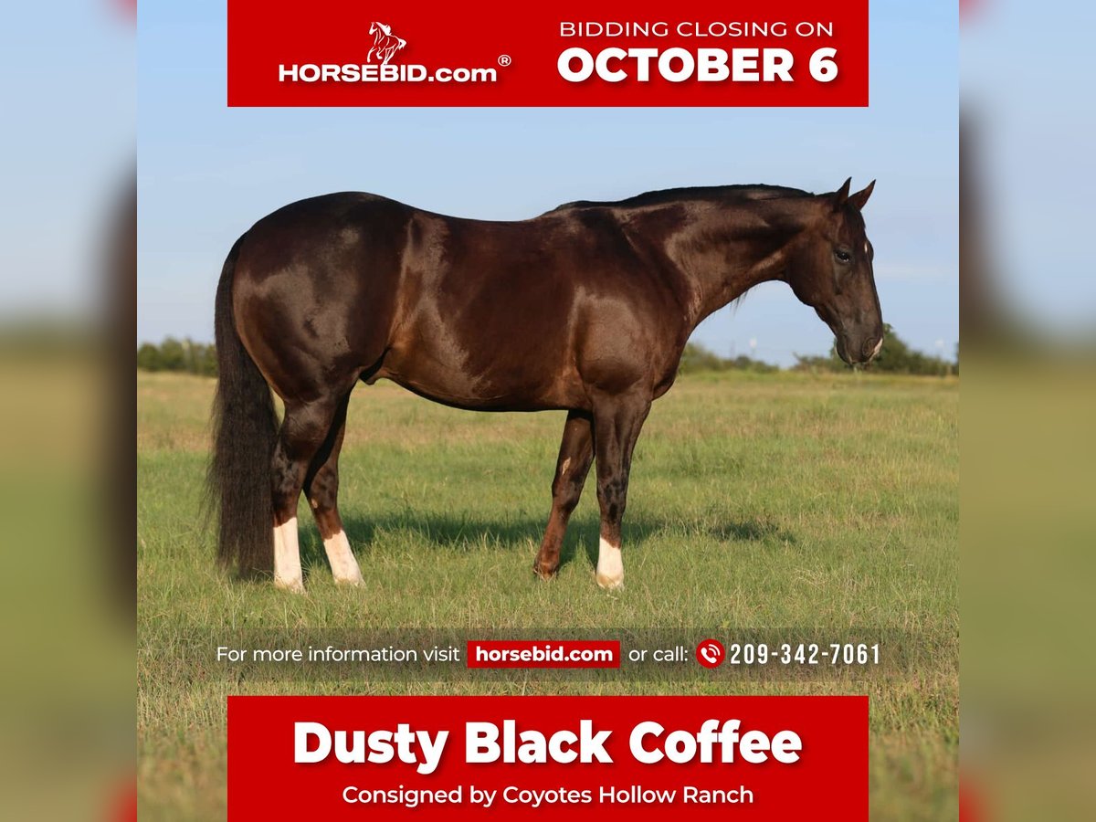 American Quarter Horse Gelding 9 years 15 hh Chestnut in Mount Vernon