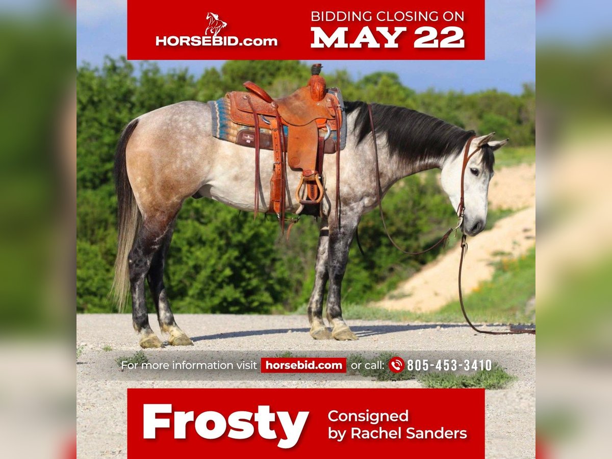 American Quarter Horse Mix Gelding 9 years 15 hh Gray in Joshua, TX