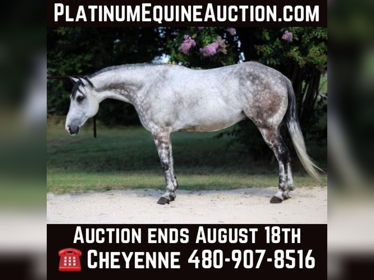 American Quarter Horse Gelding 9 years 15 hh Grey-Dapple in Stephenville TX