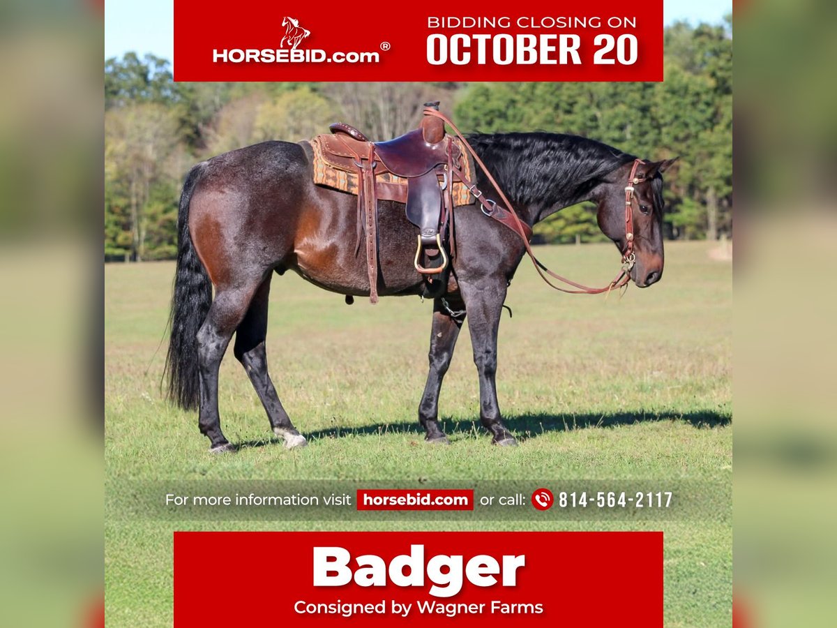 American Quarter Horse Gelding 9 years 15 hh Roan-Bay in Clarion