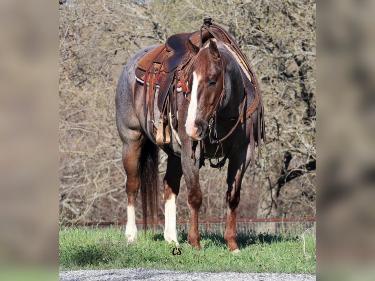 American Quarter Horse Gelding 9 years 15 hh Roan-Red in Jacksboro TX