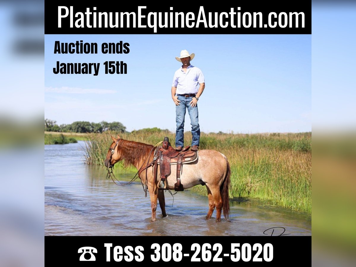 American Quarter Horse Gelding 9 years 15 hh Roan-Red in Thedford Nebraska