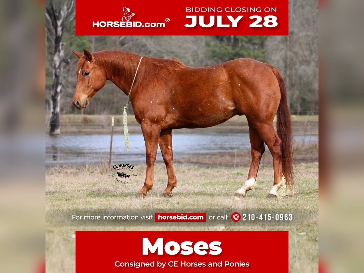 American Quarter Horse Gelding 9 years 15 hh Sorrel in Carthage