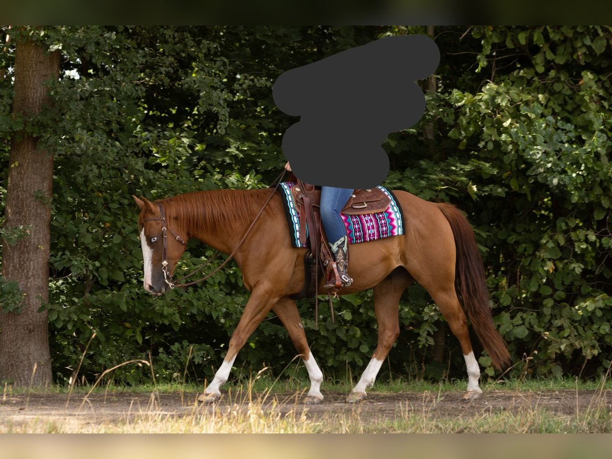 American Quarter Horse Gelding 9 years 15,1 hh Chestnut-Red in Kemnath