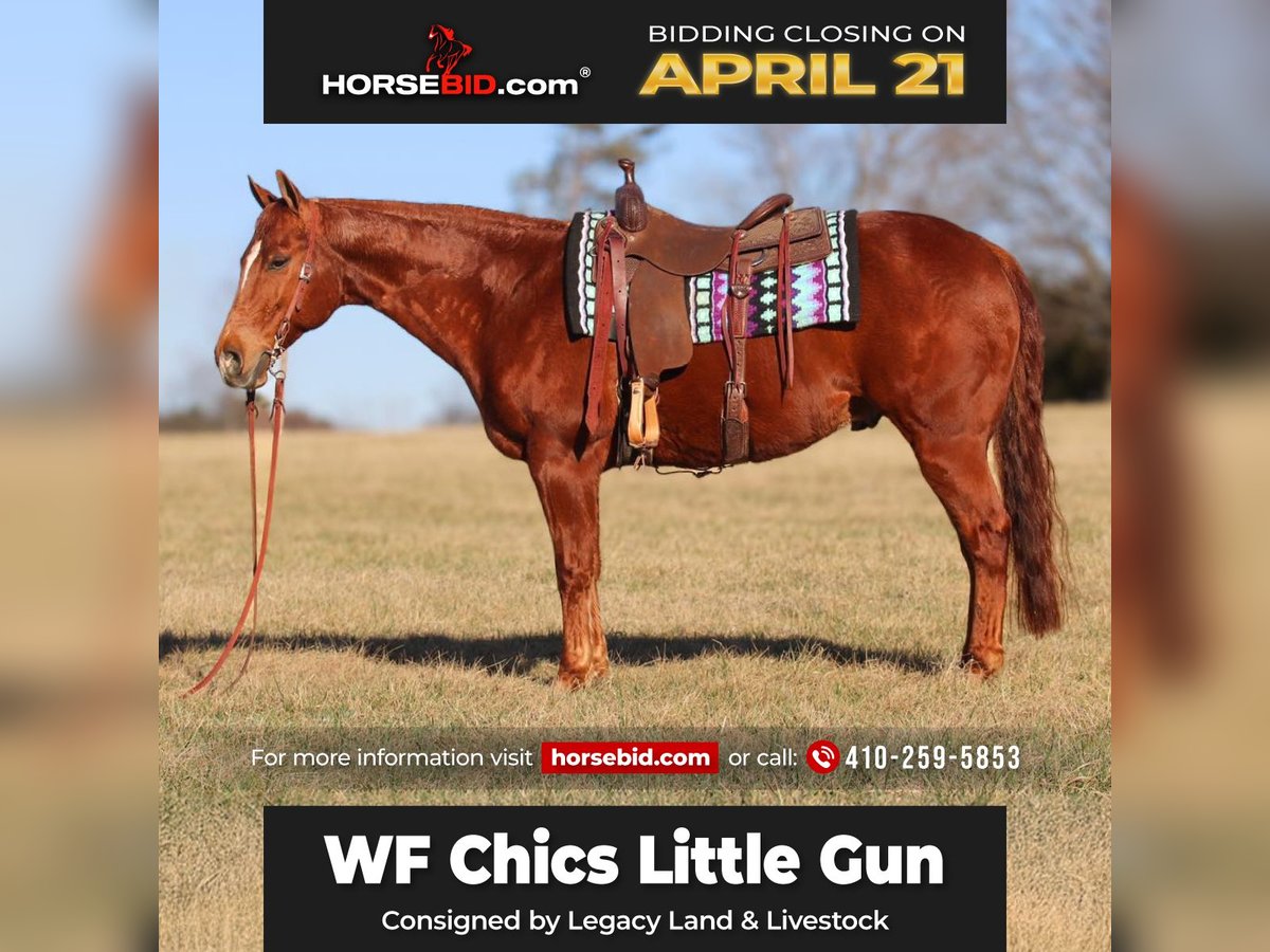 American Quarter Horse Gelding 9 years 15,1 hh in Westminster, MD