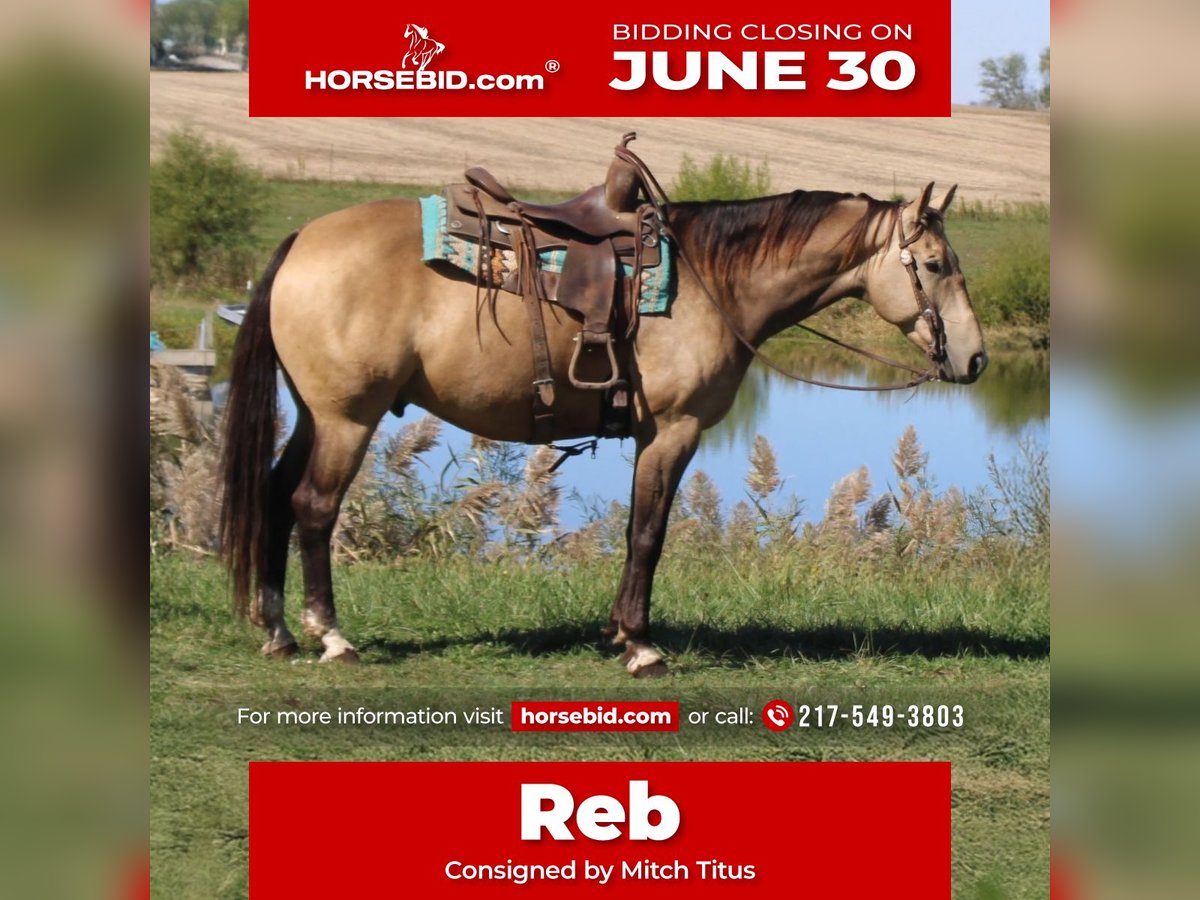 American Quarter Horse Gelding 9 years 15,2 hh Buckskin in Charleston, IL