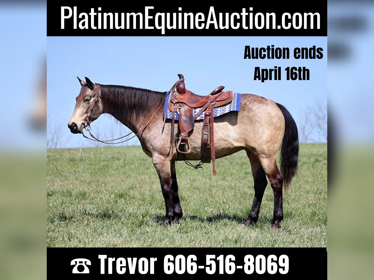 American Quarter Horse Gelding 9 years 15,2 hh Buckskin in Whitley City KY