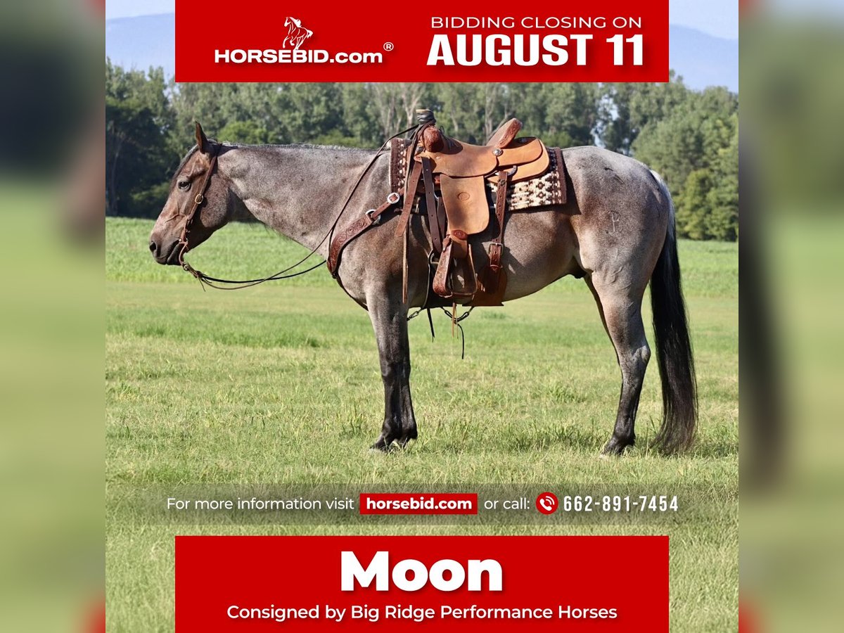 American Quarter Horse Gelding 9 years 15,2 hh Roan-Bay in Baldwyn, MS