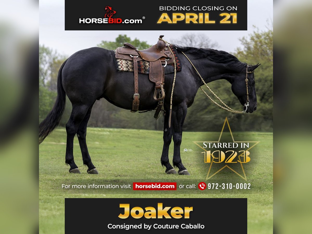 American Quarter Horse Gelding 9 years 16,1 hh Black in Gainesville, TX