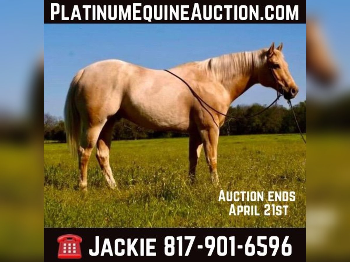 American Quarter Horse Gelding 9 years 16 hh Palomino in Wetherford TX