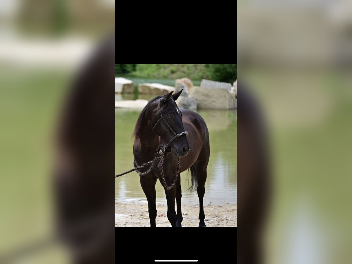 American Quarter Horse Gelding 9 years Black in Jandelsbrunn