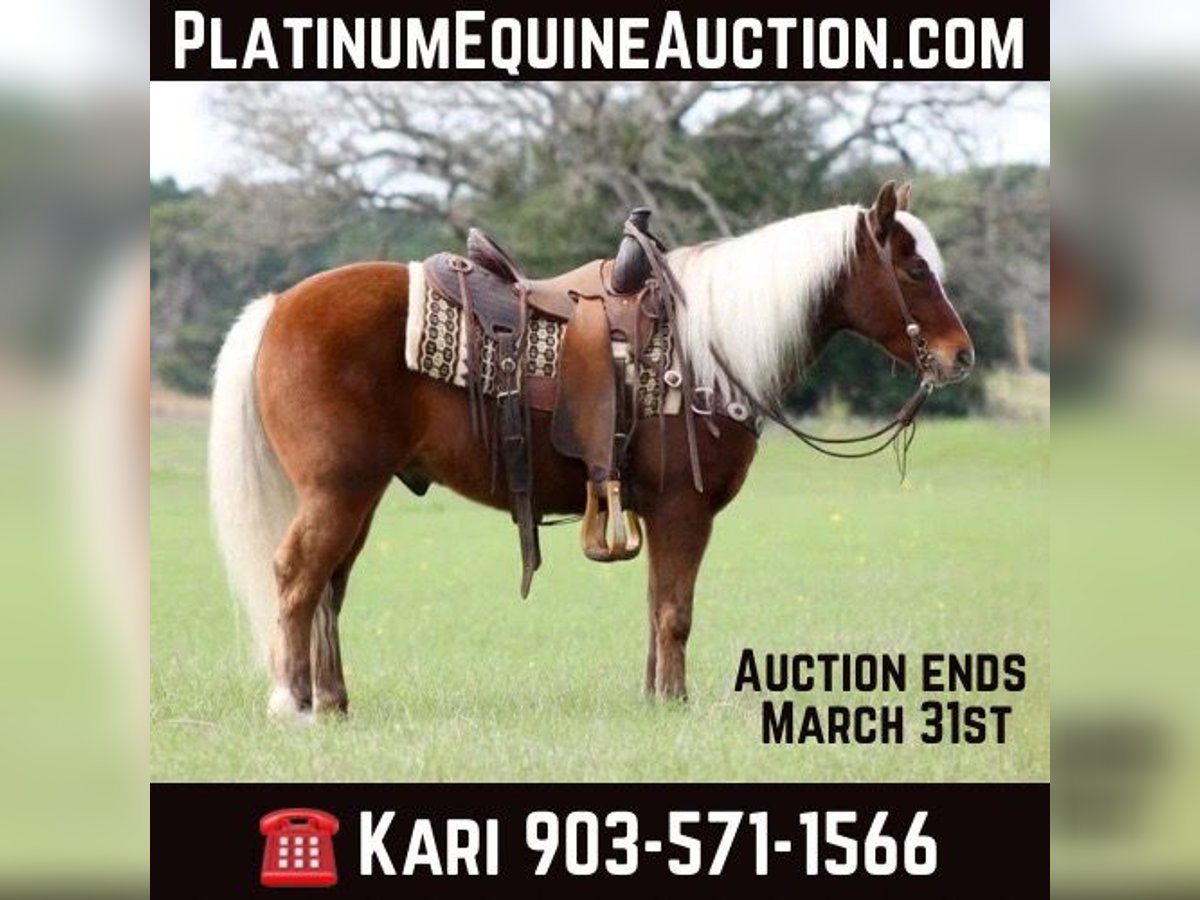 American Quarter Horse Gelding 9 years Chestnut in Grapeland TX