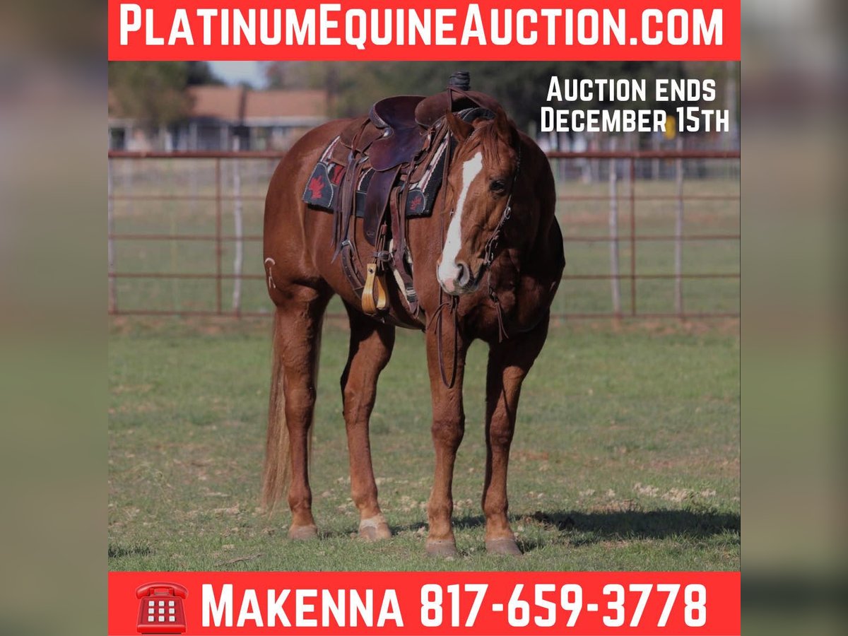 American Quarter Horse Gelding 9 years Chestnut in Lipan TX