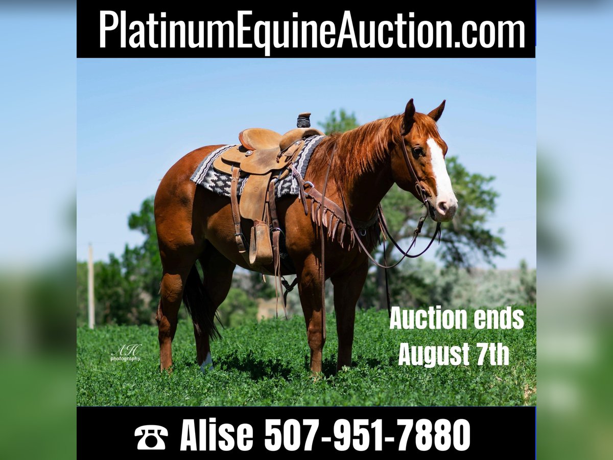 American Quarter Horse Gelding 9 years Sorrel in Buffalo WY
