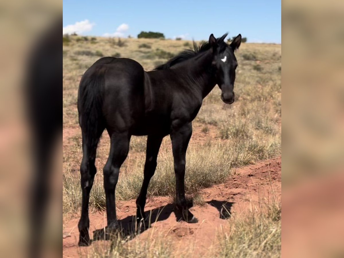 American Quarter Horse Gelding Foal (05/2024) 15 hh Black in Chambers