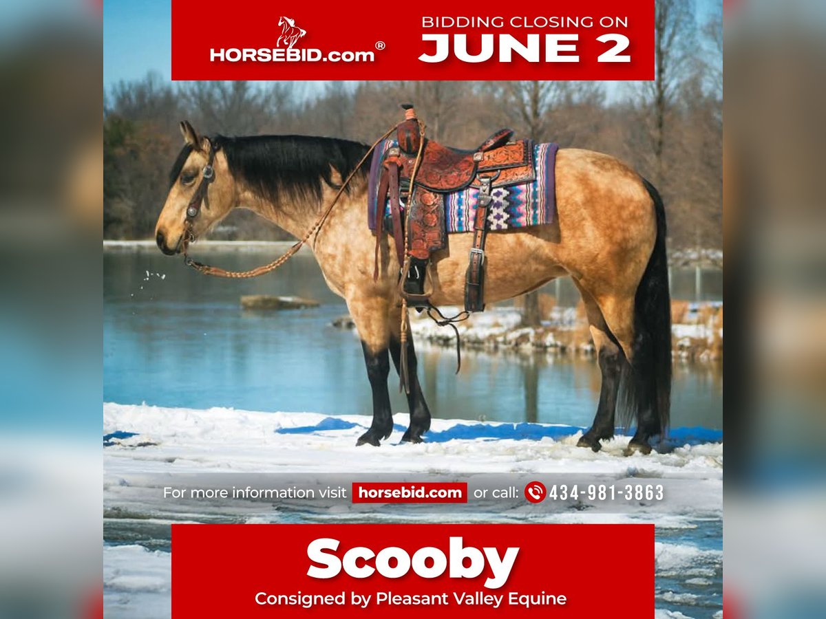 American Quarter Horse Giumenta 10 Anni 142 cm Pelle di daino in Robards, KY