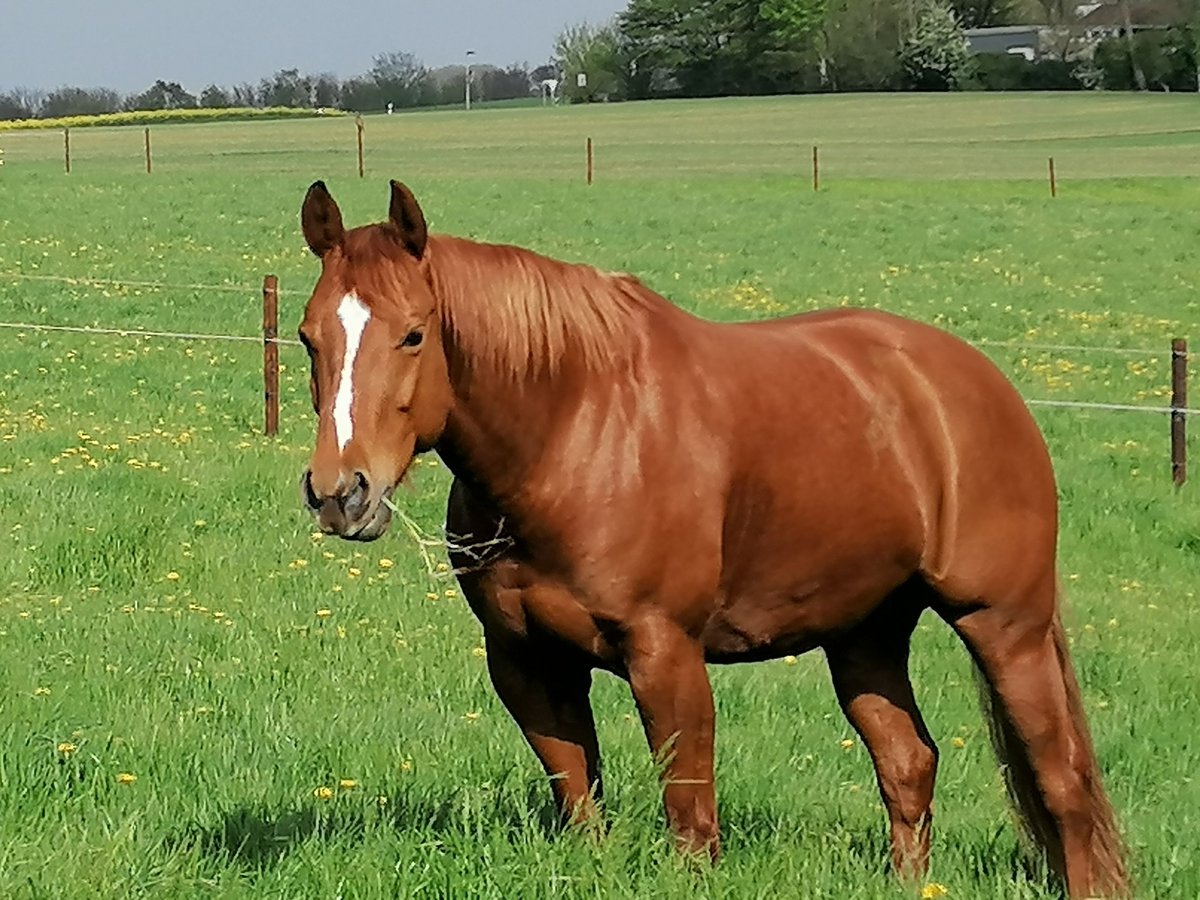 American Quarter Horse Giumenta 10 Anni 147 cm Sauro in Ratingen