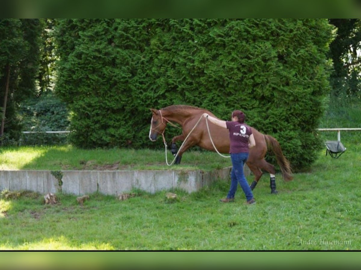 American Quarter Horse Giumenta 10 Anni 148 cm Sauro in Delbr&#xFC;ck