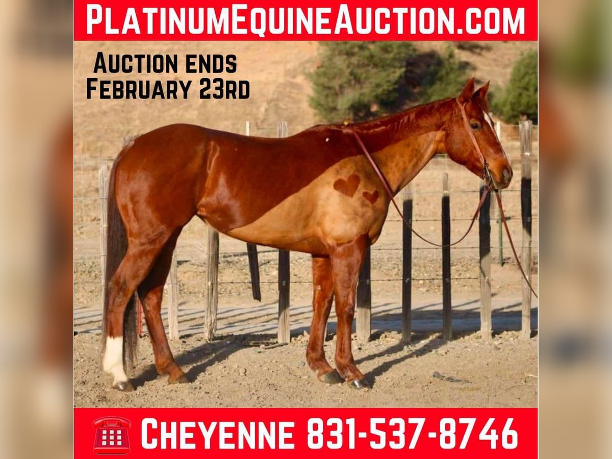 American Quarter Horse Giumenta 10 Anni 150 cm Sauro scuro in Bitterwater CA