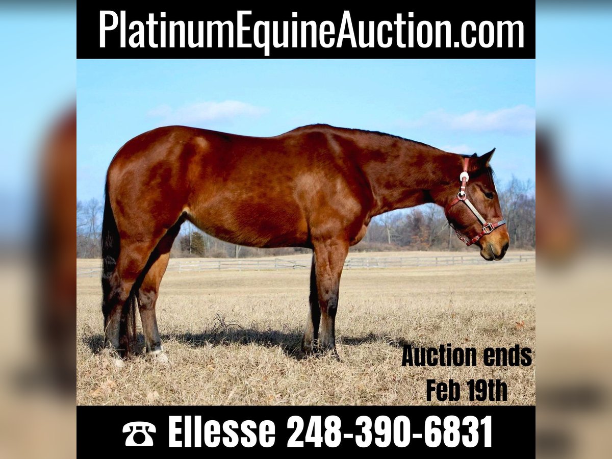 American Quarter Horse Giumenta 10 Anni 152 cm Baio ciliegia in Highland MI