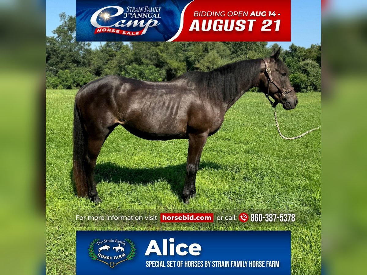 American Quarter Horse Giumenta 10 Anni 152 cm Baio scuro in Granby, CT