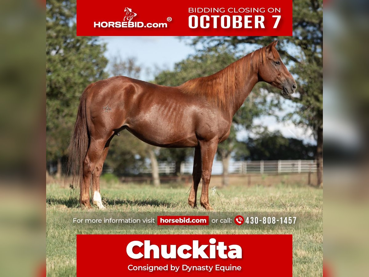 American Quarter Horse Giumenta 10 Anni 152 cm Sauro ciliegia in Collinsville, TX