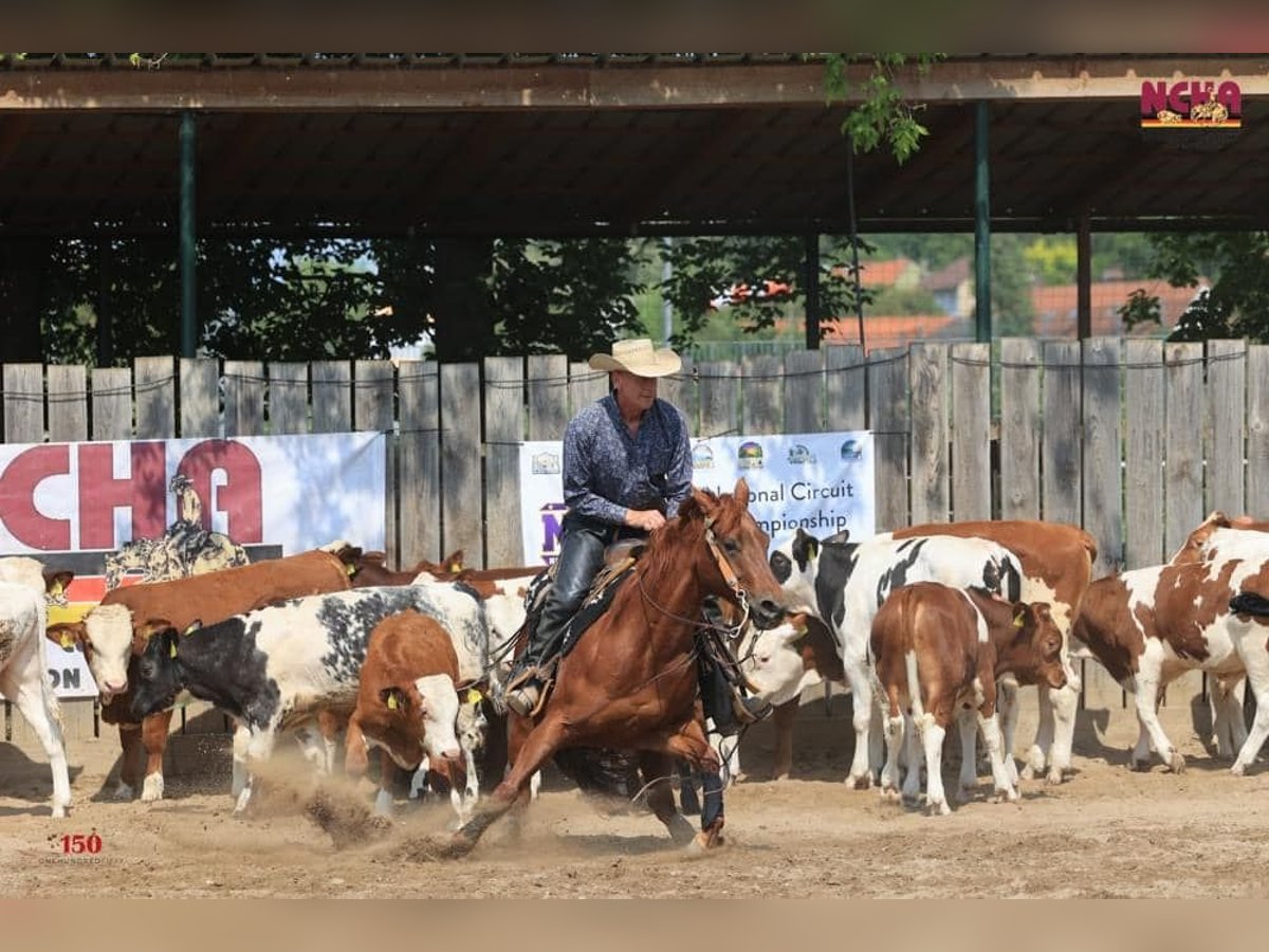 American Quarter Horse Giumenta 10 Anni 152 cm Sauro in Sinsheim