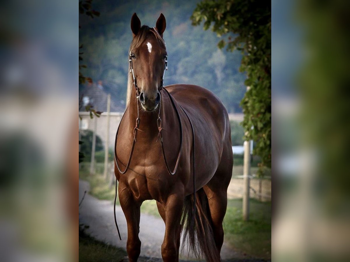 American Quarter Horse Giumenta 10 Anni 152 cm Sauro scuro in D&#xFC;ren