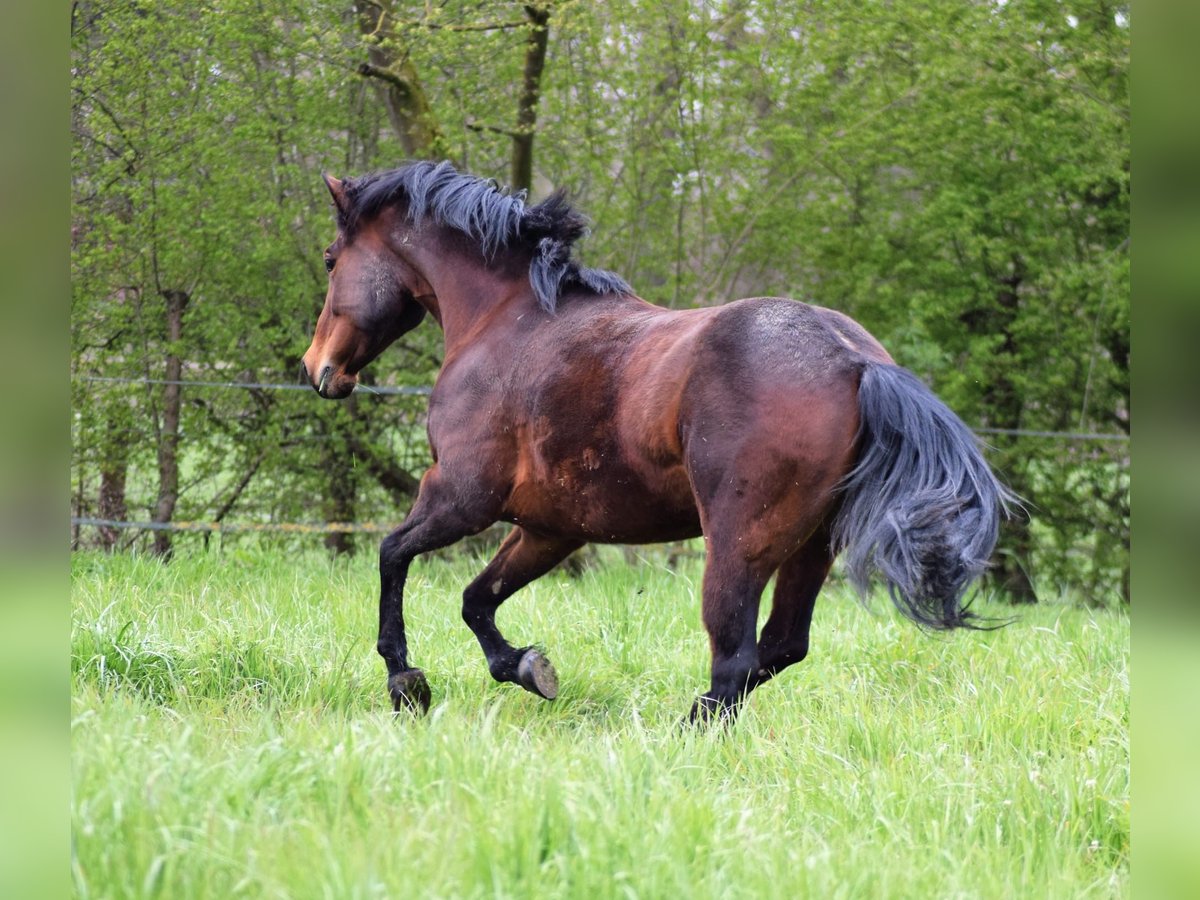 American Quarter Horse Giumenta 10 Anni 154 cm Baio in Bad Sassendorf