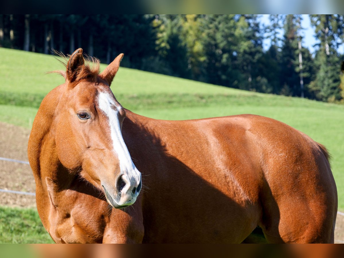 American Quarter Horse Giumenta 10 Anni 154 cm Sauro in Bischofszell