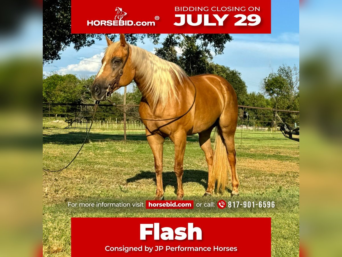 American Quarter Horse Giumenta 10 Anni 155 cm Palomino in Dennis, TX