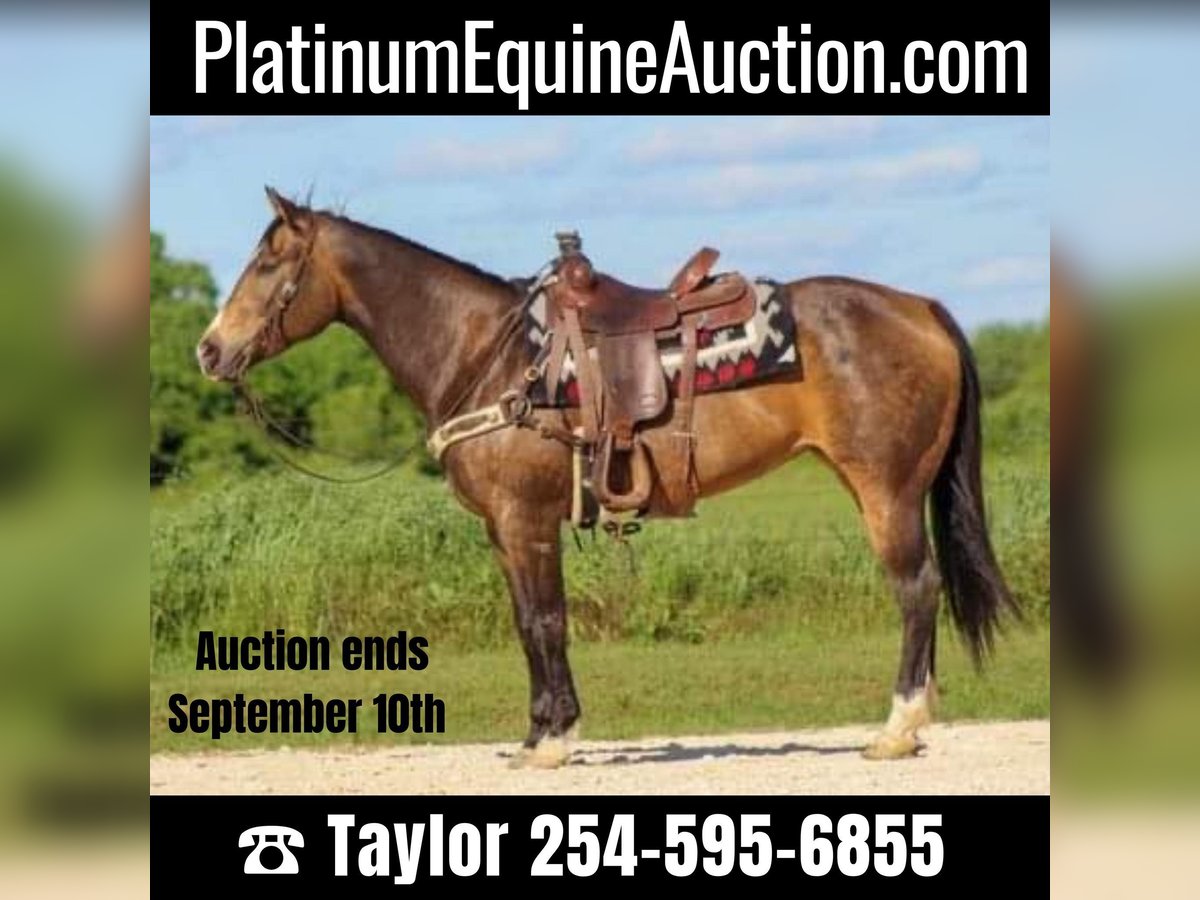 American Quarter Horse Giumenta 10 Anni 155 cm Pelle di daino in Eastland, TX