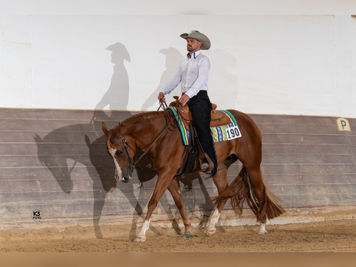 American Quarter Horse Giumenta 10 Anni 160 cm Sauro in Eurasburg