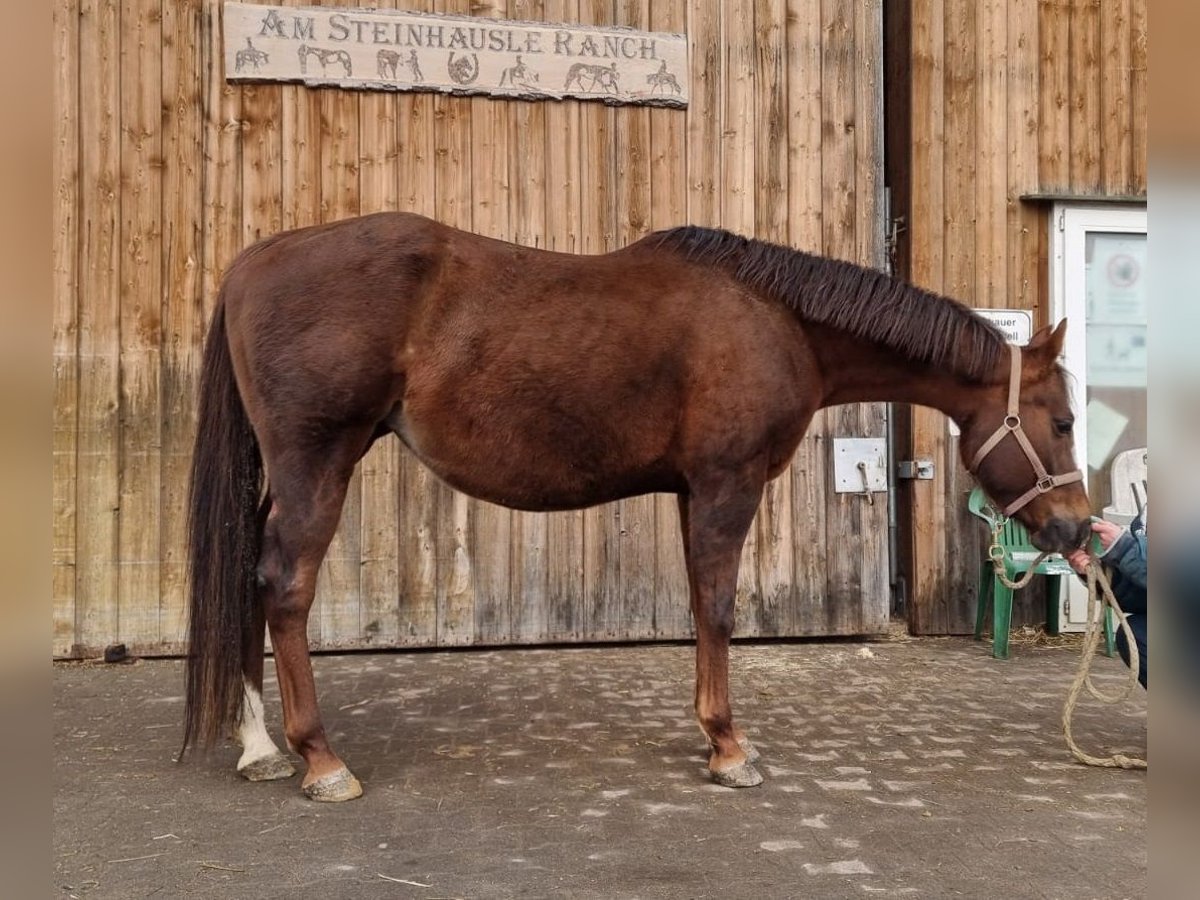 American Quarter Horse Giumenta 10 Anni 160 cm Sauro scuro in Langenau