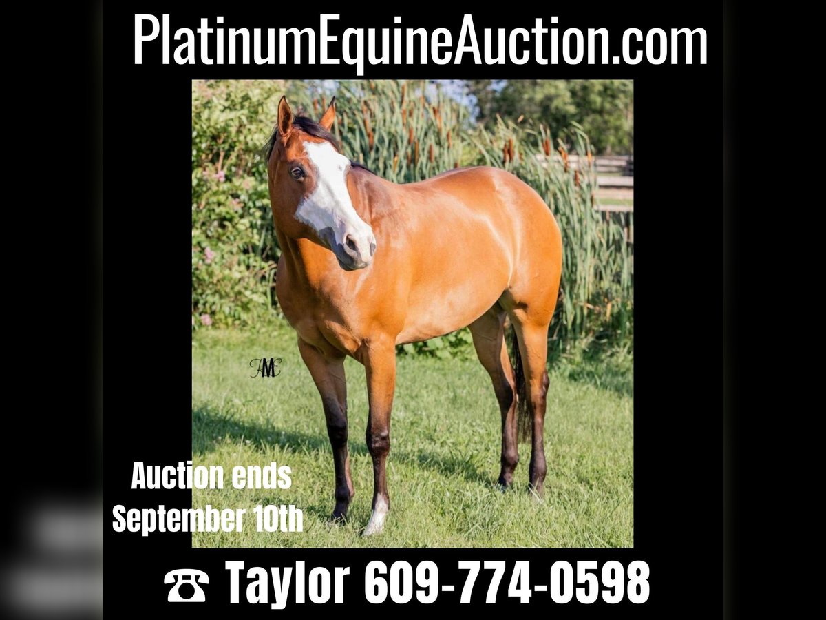 American Quarter Horse Giumenta 10 Anni Baio ciliegia in Woodbine, MD