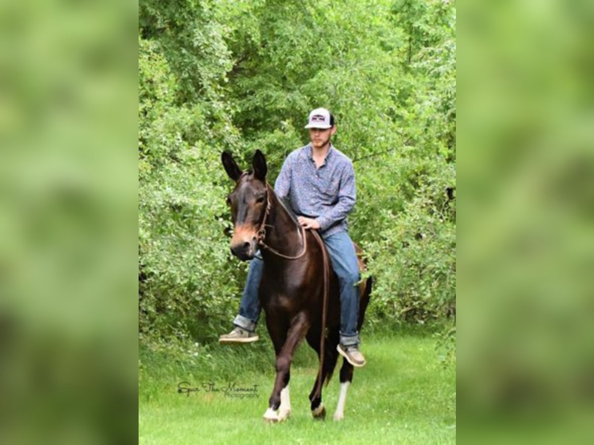 American Quarter Horse Giumenta 11 Anni 147 cm Baio ciliegia in Van HOrne Ia