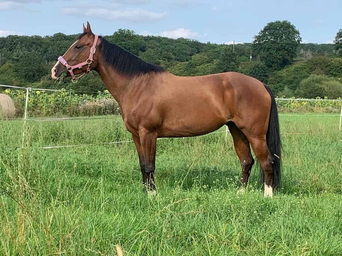 American Quarter Horse Giumenta 11 Anni 152 cm Baio in Gießen